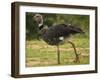 Southern Screamer-Joe McDonald-Framed Photographic Print