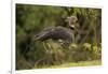 Southern Screamer-Joe McDonald-Framed Photographic Print