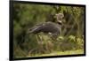 Southern Screamer-Joe McDonald-Framed Photographic Print