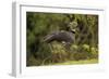 Southern Screamer-Joe McDonald-Framed Photographic Print