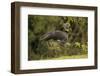 Southern Screamer-Joe McDonald-Framed Photographic Print