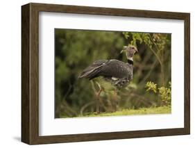 Southern Screamer-Joe McDonald-Framed Photographic Print