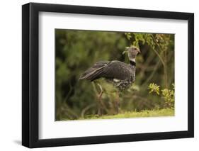 Southern Screamer-Joe McDonald-Framed Photographic Print