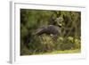 Southern Screamer-Joe McDonald-Framed Photographic Print