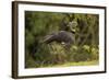 Southern Screamer-Joe McDonald-Framed Photographic Print