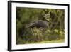 Southern Screamer-Joe McDonald-Framed Photographic Print