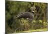 Southern Screamer-Joe McDonald-Mounted Photographic Print