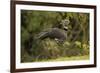 Southern Screamer-Joe McDonald-Framed Photographic Print