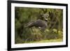 Southern Screamer-Joe McDonald-Framed Photographic Print