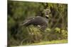 Southern Screamer-Joe McDonald-Mounted Photographic Print