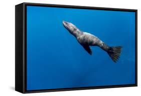 Southern Sea Lion in Diego Ramirez Islands, Chile-Paul Souders-Framed Stretched Canvas