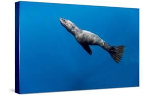 Southern Sea Lion in Diego Ramirez Islands, Chile-Paul Souders-Stretched Canvas