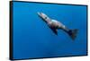 Southern Sea Lion in Diego Ramirez Islands, Chile-Paul Souders-Framed Stretched Canvas