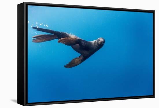 Southern Sea Lion in Diego Ramirez Islands, Chile-Paul Souders-Framed Stretched Canvas