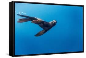Southern Sea Lion in Diego Ramirez Islands, Chile-Paul Souders-Framed Stretched Canvas