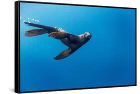 Southern Sea Lion in Diego Ramirez Islands, Chile-Paul Souders-Framed Stretched Canvas