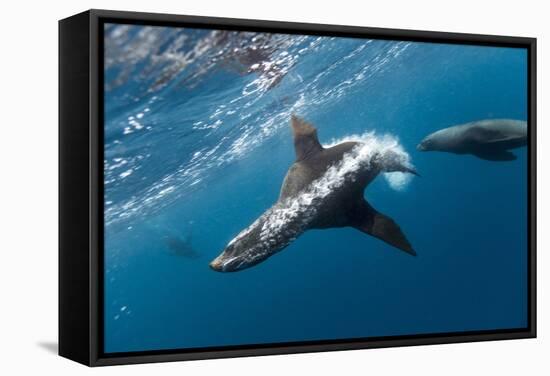 Southern Sea Lion in Diego Ramirez Islands, Chile-Paul Souders-Framed Stretched Canvas