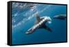 Southern Sea Lion in Diego Ramirez Islands, Chile-Paul Souders-Framed Stretched Canvas