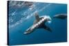 Southern Sea Lion in Diego Ramirez Islands, Chile-Paul Souders-Stretched Canvas