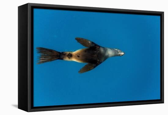 Southern Sea Lion in Diego Ramirez Islands, Chile-Paul Souders-Framed Stretched Canvas