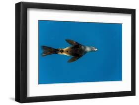 Southern Sea Lion in Diego Ramirez Islands, Chile-Paul Souders-Framed Premium Photographic Print