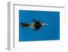 Southern Sea Lion in Diego Ramirez Islands, Chile-Paul Souders-Framed Premium Photographic Print