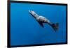 Southern Sea Lion in Diego Ramirez Islands, Chile-Paul Souders-Framed Photographic Print