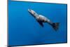 Southern Sea Lion in Diego Ramirez Islands, Chile-Paul Souders-Mounted Photographic Print