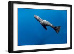 Southern Sea Lion in Diego Ramirez Islands, Chile-Paul Souders-Framed Photographic Print