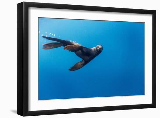 Southern Sea Lion in Diego Ramirez Islands, Chile-Paul Souders-Framed Photographic Print