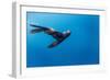 Southern Sea Lion in Diego Ramirez Islands, Chile-Paul Souders-Framed Photographic Print