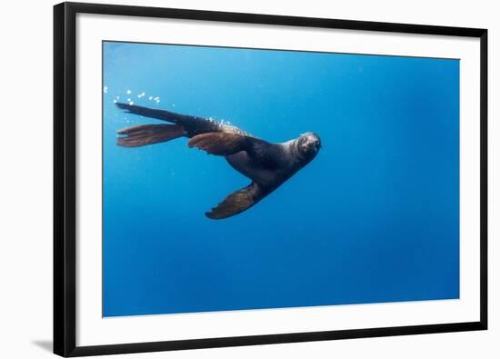 Southern Sea Lion in Diego Ramirez Islands, Chile-Paul Souders-Framed Photographic Print