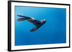 Southern Sea Lion in Diego Ramirez Islands, Chile-Paul Souders-Framed Photographic Print