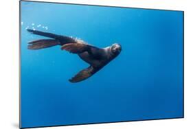 Southern Sea Lion in Diego Ramirez Islands, Chile-Paul Souders-Mounted Photographic Print