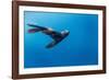 Southern Sea Lion in Diego Ramirez Islands, Chile-Paul Souders-Framed Photographic Print