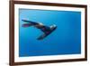 Southern Sea Lion in Diego Ramirez Islands, Chile-Paul Souders-Framed Photographic Print