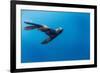 Southern Sea Lion in Diego Ramirez Islands, Chile-Paul Souders-Framed Photographic Print