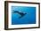 Southern Sea Lion in Diego Ramirez Islands, Chile-Paul Souders-Framed Photographic Print