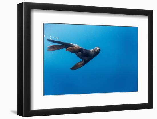 Southern Sea Lion in Diego Ramirez Islands, Chile-Paul Souders-Framed Photographic Print