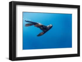 Southern Sea Lion in Diego Ramirez Islands, Chile-Paul Souders-Framed Photographic Print