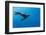 Southern Sea Lion in Diego Ramirez Islands, Chile-Paul Souders-Framed Photographic Print