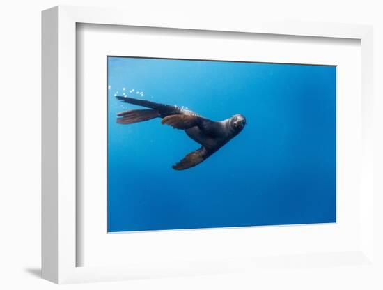 Southern Sea Lion in Diego Ramirez Islands, Chile-Paul Souders-Framed Photographic Print