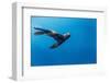 Southern Sea Lion in Diego Ramirez Islands, Chile-Paul Souders-Framed Photographic Print