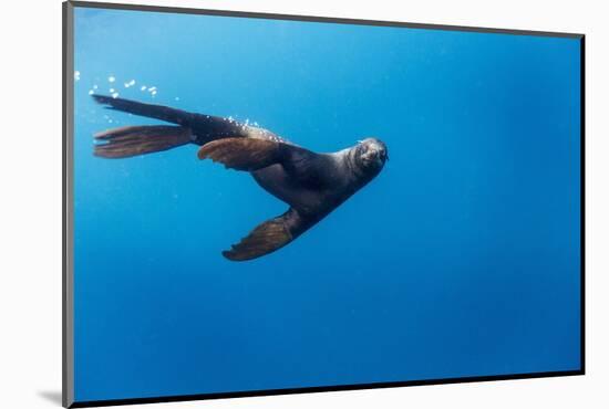Southern Sea Lion in Diego Ramirez Islands, Chile-Paul Souders-Mounted Photographic Print