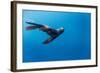 Southern Sea Lion in Diego Ramirez Islands, Chile-Paul Souders-Framed Photographic Print