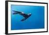 Southern Sea Lion in Diego Ramirez Islands, Chile-Paul Souders-Framed Photographic Print