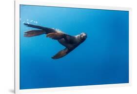 Southern Sea Lion in Diego Ramirez Islands, Chile-Paul Souders-Framed Photographic Print