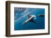 Southern Sea Lion in Diego Ramirez Islands, Chile-Paul Souders-Framed Photographic Print