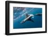 Southern Sea Lion in Diego Ramirez Islands, Chile-Paul Souders-Framed Photographic Print