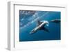 Southern Sea Lion in Diego Ramirez Islands, Chile-Paul Souders-Framed Photographic Print